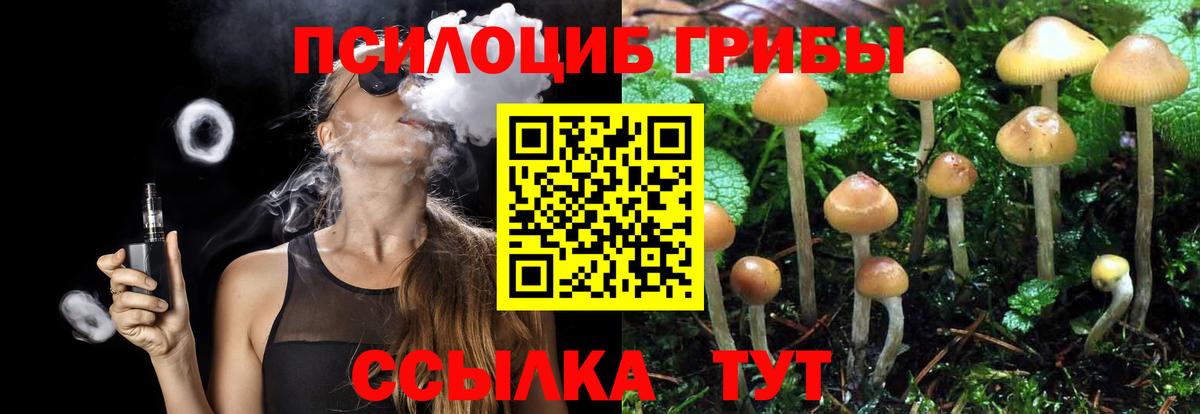где купить   Галлюциногенные грибы MAGIC MUSHROOMS  Вход с VPN  Чехов  Псилоцибиновые грибы Magic Shrooms 
